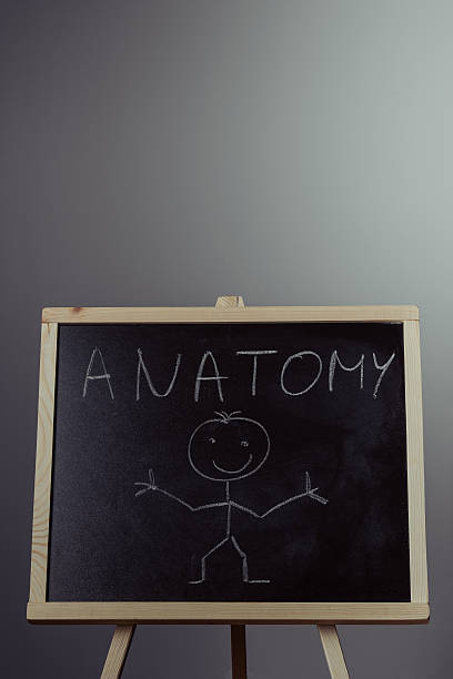 istock Anatomy word written on chalkboard 619962808