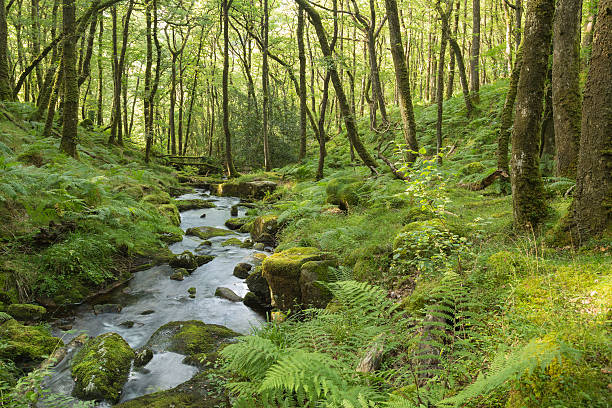 Stream In The Forest An image of a beautiful stream in the forest on Dartmoor National Park, Devon, England, UK. A slow shutter speed was used  to create the milky effect of the water. devon stock pictures, royalty-free photos & images