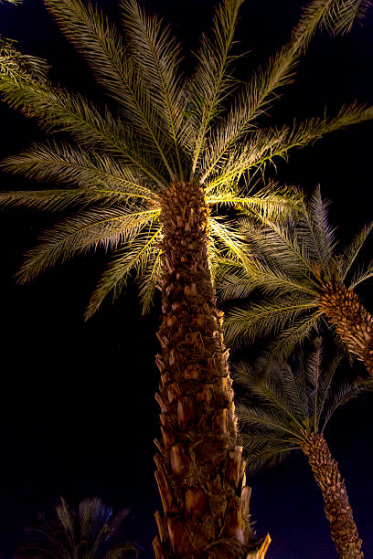 istock Palm trees at night in Eilat, Israel 619963564