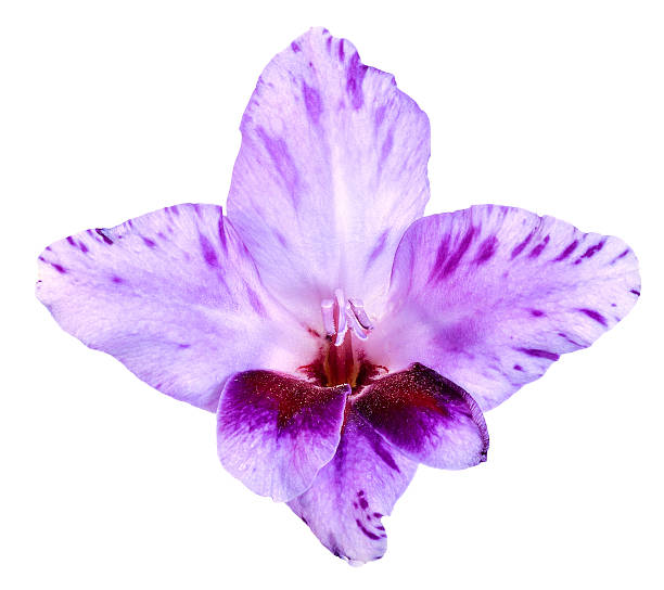 bocciolo di gladiolo viola e bianco - gladiolus single flower stem isolated foto e immagini stock
