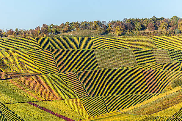 viñedos - hermoso paisaje de la región vinícola - vinos chilenos fotografías e imágenes de stock