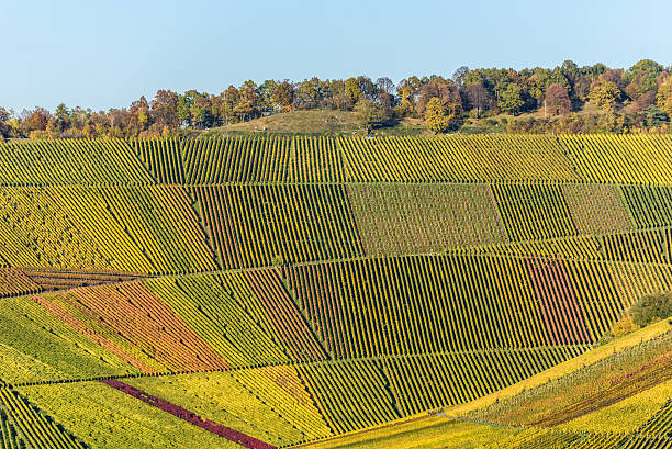 vineyards - beautiful landscape of wine region - napa valley vineyard autumn california imagens e fotografias de stock