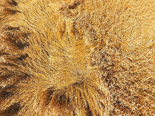 istock field of wheat, a top view 619966134