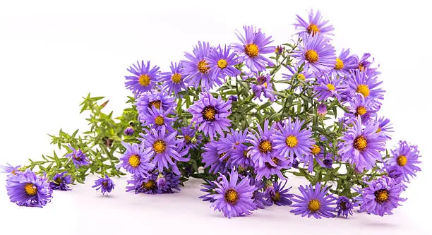 blue flowers asters Belgian on white background