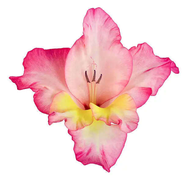 single flower Bud of gladiolus red, white, yellow and pink flowers isolated on white background