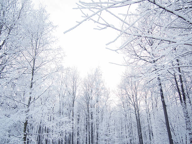 istock Winter forest landscape, beautiful nature, trees covered with frost 619968002