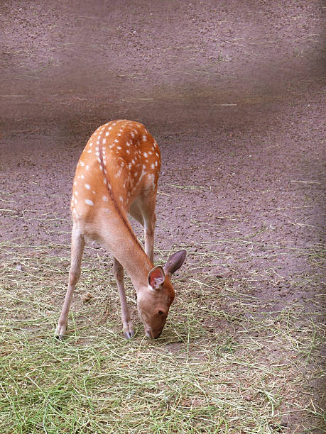 istock white-tailed deer, lookls like bambi, sitting, eating grass 619968150