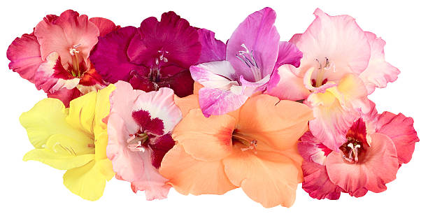 ocho capullos de flores de gladiolo - gladiolus single flower isolated white fotografías e imágenes de stock