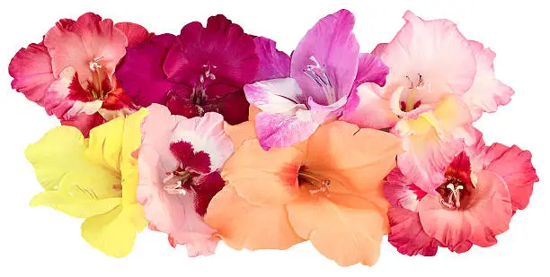 eight flower buds of gladiolus red, Burgundy, yellow, purple, pink and peach color, isolated on white background