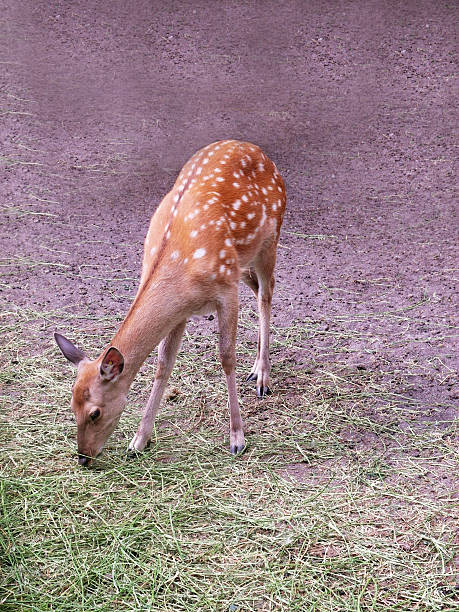 istock white-tailed deer, looks like bambi, sitting and eating grass 619968472