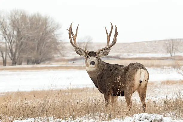 a mule deer buck in snow