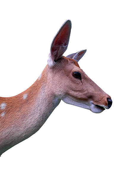 istock isolated white-tailed baby deer (head and neck), looks like bambi 619969650