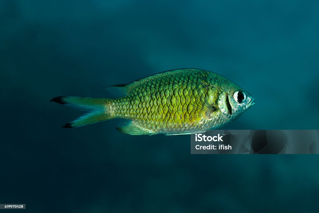 Damselfish, Weber’s Chromis, Beautiful Little Fish, Praslin, Seychelles . Lateral view of Weber’s Chromis Chromis weberi  Fish Stock Photo