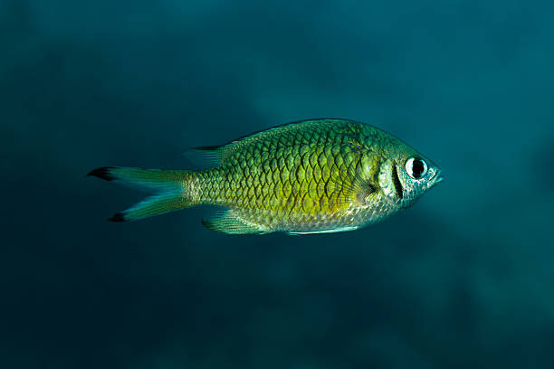 Damselfish, Weber’s Chromis, Beautiful Little Fish, Praslin, Seychelles . Lateral view of Weber’s Chromis Chromis weberi  damselfish stock pictures, royalty-free photos & images