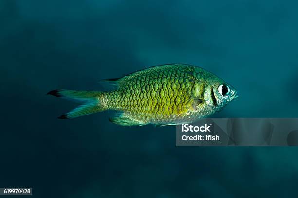 Damselfish Webers Chromis Beautiful Little Fish Praslin Seychelles Stock Photo - Download Image Now