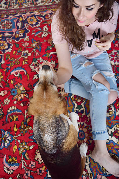 istock Young woman playing with beagle dog, on floor 619970608