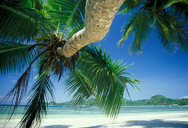 istock INDIAN OCEAN SEYCHELLES LA DIGUE BEACH 619971260