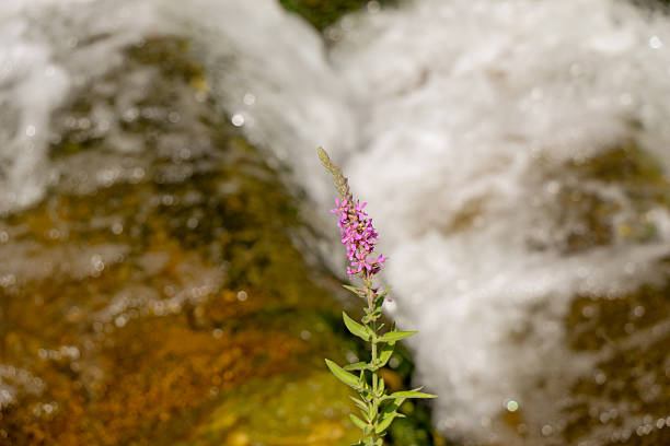 Beautiful little waterfall in forest as nature background
