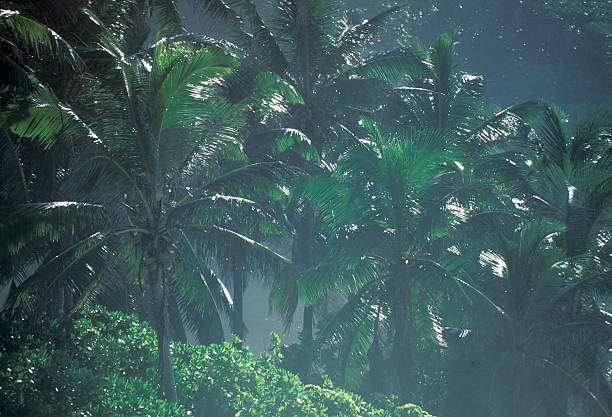 istock INDIAN OCEAN SEYCHELLES COCONUT DIKE 619976202