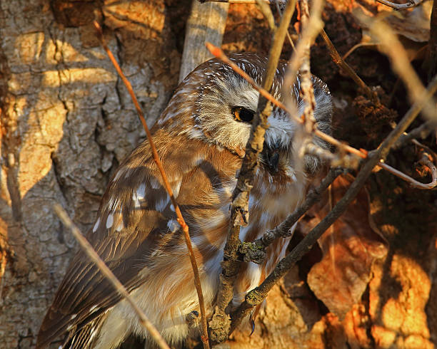 istock Northern Saw-Whet Owl Adult 619976480