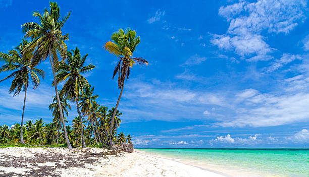 istock Wild beach with white sand and palm trees 619976846