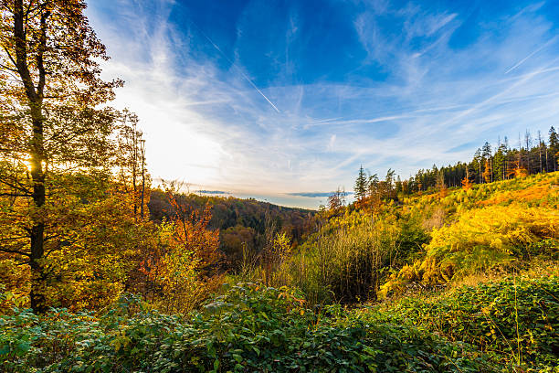 Autumnal landscape of colorful trees in Hoegne Valley, Belgian Ardennes Autumnal landscape of colorful trees in Hoegne Valley, Belgian Ardennes ardennes department france stock pictures, royalty-free photos & images