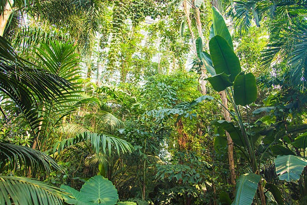 istock Wild tropical jungle, exotic leaves 619978652