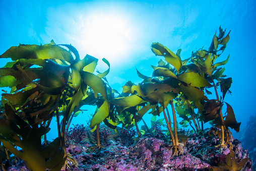 Floating sea weed (Codium Fragile)