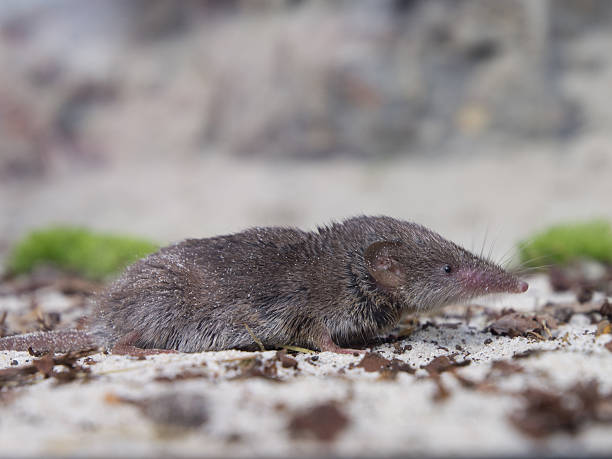 istock Greater white-toothed shrew (Crocidura russula) 619981514