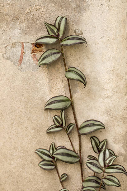 istock Green leaves of the spring 619981582