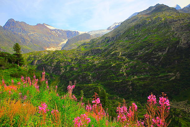 swiss uri alps landscape, pink wildflowers flowerbed, susten pass, andermatt - lupine single flower flower blue imagens e fotografias de stock