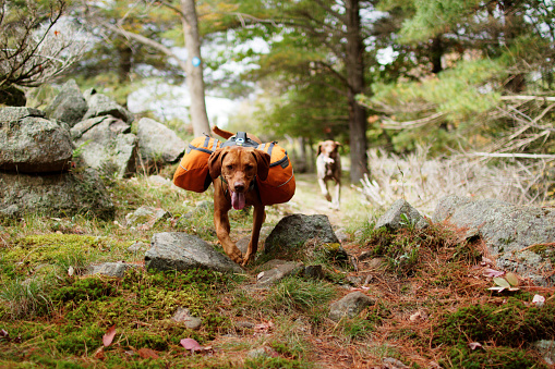 Vizsla running down mossy trail with backpack.