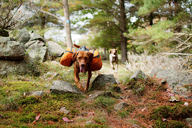 Backpack Dogs Running Trail stock photo