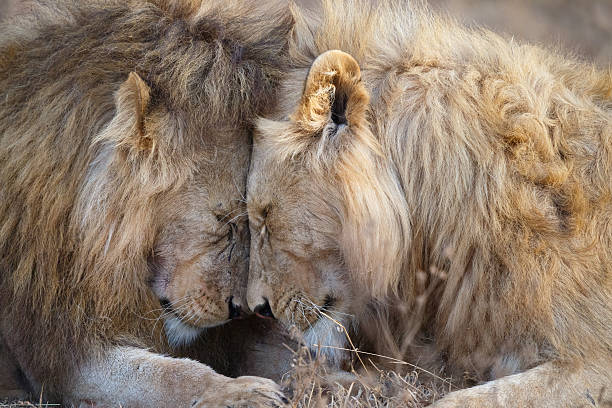 saudação de leões na cratera ngorongoro, tanzânia áfrica - rubbing noses - fotografias e filmes do acervo