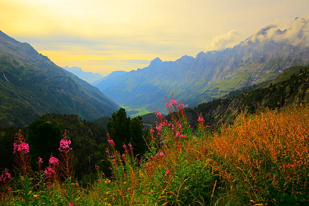 swiss uri alps landscape, pink wildflowers flowerbed, susten pass, andermatt - lupine single flower flower blue imagens e fotografias de stock