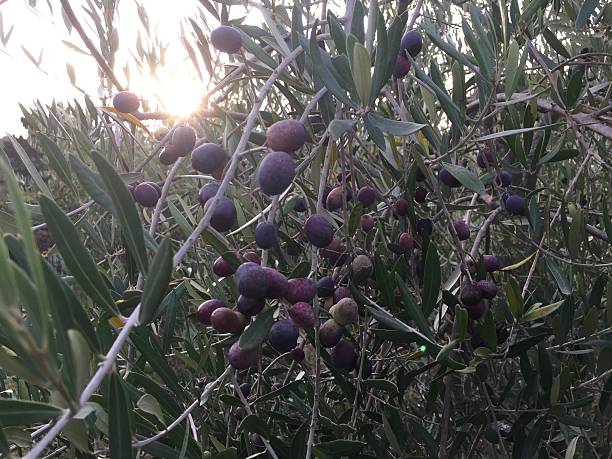 �оливки - olive tree olive oil tree california стоковые фото и изображения