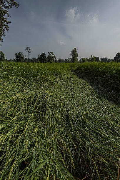istock Rice fields showing storm damage during tropical storms and heav 619983100