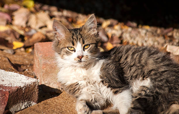 istock Young shaggy stray cat 619983332