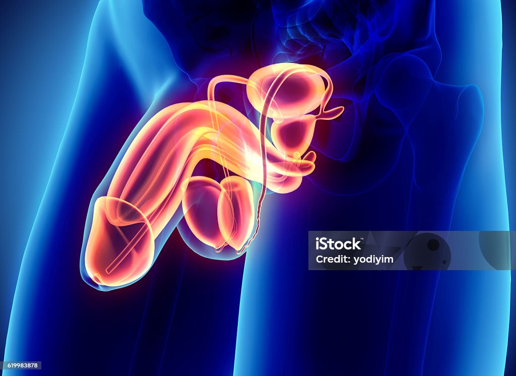 Reproductive system male, medical concept. Reproductive system male - 3d illustration medical concept. Penis Stock Photo
