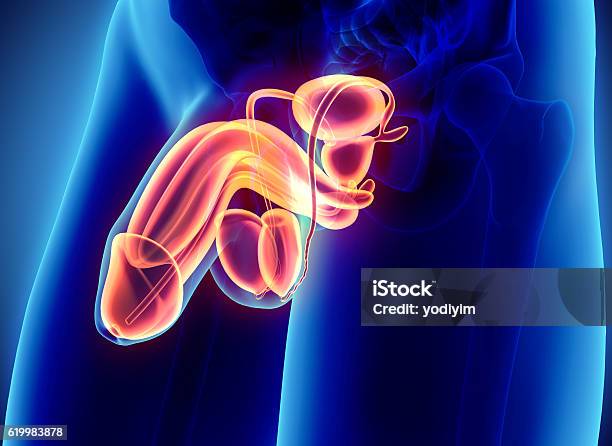 Reproductive System Male Medical Concept Stock Photo - Download Image Now - Penis, Testis, Anatomy