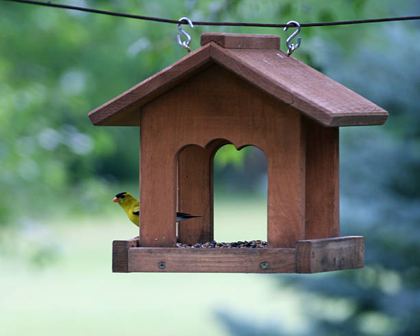 istock Goldfinch in the Feeder 619984376