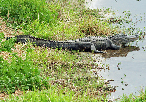 Myakka Gator