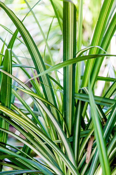 istock Wild tropical jungle, exotic leaves 619984862
