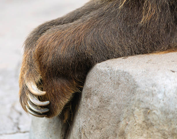 istock Close up of resting grizzly bear paw 619987580