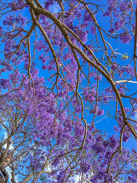 istock Grafton, NSW, Australia during Jacaranda Season in Spring 619988266