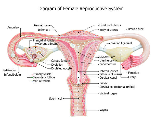 Female reproductive system, image diagram stock photo