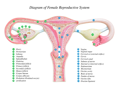Female reproductive system, image diagram