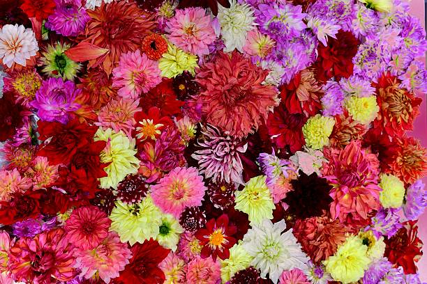 istock Carpet of Dahlia 619989364