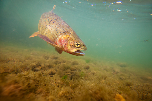 Underwater shot of a beautiful cutthroat trout in the Snake River.