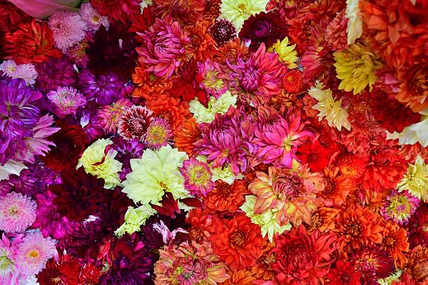 istock Carpet of Dahlia 619989646